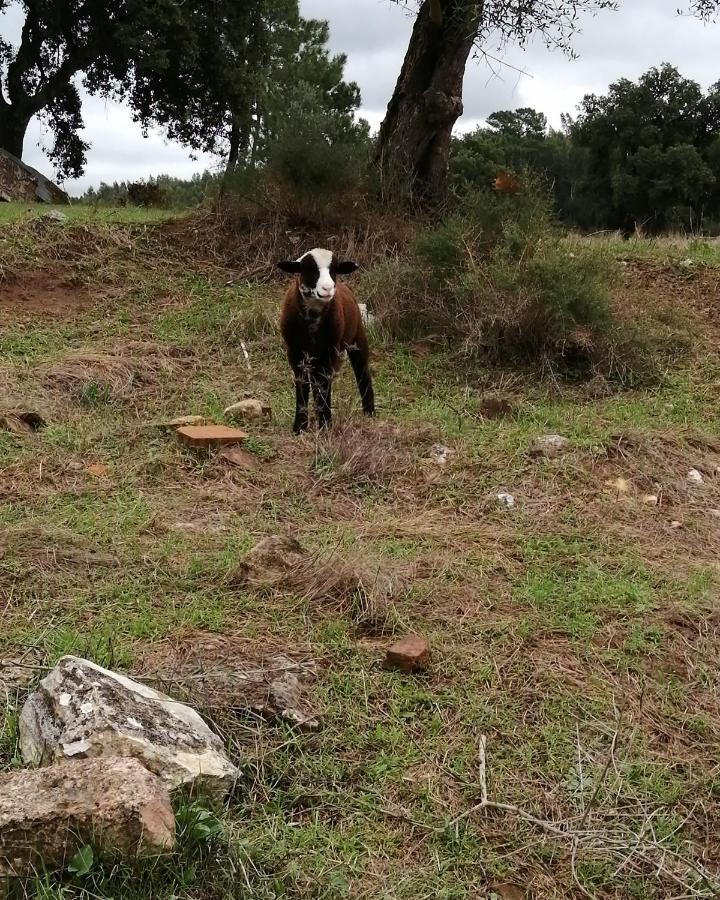 Amiais de Cima Turismo Rural Casa Da Ceu מראה חיצוני תמונה